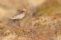 Brehous rudy - Limosa lapponica - Bar-tailed Godwit 5756